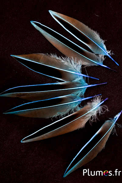 Canard de Madagascar - 12-14 cm - turquoise
